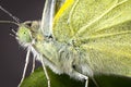 small cabbage white macro head thorax compound eye