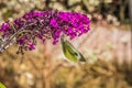 The small cabbage white butterfly