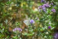 Small Cabbage white on Snail clover Royalty Free Stock Photo