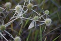 Small Cabbage white on Watling street thistle Royalty Free Stock Photo