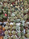 Small cacti in pots are sold in a flower shop Royalty Free Stock Photo