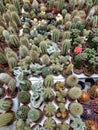 Small cacti in pots are sold in flower shop Royalty Free Stock Photo