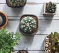 Small Cacti on a table Royalty Free Stock Photo
