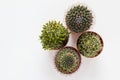 Small cacti on white table, top view