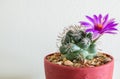 Small Cactus with Bloom Flower in The Flowerpot at The Corner