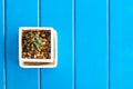 Small cactus on blue wood table.Copy space. Royalty Free Stock Photo