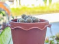 Small cactus in brown plastic pots, outdoor backdrop, potted focus