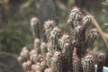 A small cactus bush, desert tropical plants