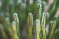 Small cactus closeup - cacti plants macro