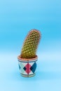 Small cactus in a colorful ceramic pot on a blue background Royalty Free Stock Photo