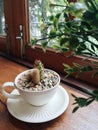 Small cactus and colorful stones in the coffee cup in the coffee shop. Royalty Free Stock Photo