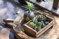 Small cactus decorated in thai house Royalty Free Stock Photo