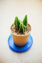 Small cactus for decorated