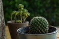 Small Cactus For decorative plant on wooden table. Royalty Free Stock Photo