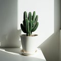 A small cactus with elongated, ribbed segments and spines is placed in a simple white Royalty Free Stock Photo