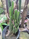 small cactus flower in a sunny daytime photo