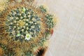 Small Cactus Flower with white petals and yellow pollen on yellow fabric Royalty Free Stock Photo