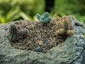 The small cactus in garden with blur background