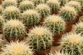 Small cactus group, many cactus in a row Royalty Free Stock Photo