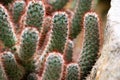 The small cactus