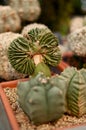 Small cactus like broccoli