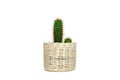 Small cactus mammillaria elongata in wooden basket potted isolated on white background Royalty Free Stock Photo