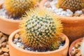 Small Cactus mammillaria nivosa cactaceae a plant that grows in the desert Royalty Free Stock Photo