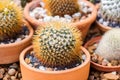 Small Cactus mammillaria nivosa cactaceae a plant that grows in the desert Royalty Free Stock Photo