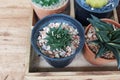 Small cactus mini green in pot with wood background