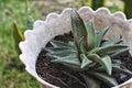 A small cactus ornamental plant with the Latin word Haworthia succulent.