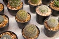 Small cactus plant pot. Royalty Free Stock Photo