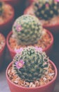 Small Cactus Plant Pot Royalty Free Stock Photo