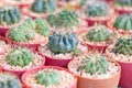Small Cactus Plant Pot. Royalty Free Stock Photo