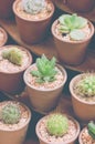 Small Cactus Plant Pot Royalty Free Stock Photo