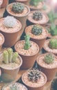 Small Cactus Plant Pot Royalty Free Stock Photo