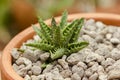 Small cactus planted in pots