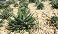 Small cactus plants on the gravel ground Royalty Free Stock Photo