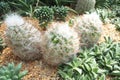 Small cactus plants on the gravel ground Royalty Free Stock Photo