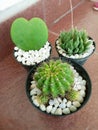 small cactus plants in pots look very beautiful Royalty Free Stock Photo