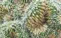 Small cactus plants texture Royalty Free Stock Photo