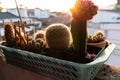 Small cactus in plastic basket with sunlight at morning time