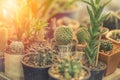 Small cactus pot Royalty Free Stock Photo