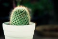 Small Cactus pot on Dark background closed up Royalty Free Stock Photo