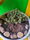 a small cactus in a pot that is placed in front of the house