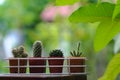 Small cactus pot plant with green garden background in backyard Royalty Free Stock Photo