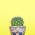 Small cactus in a pot.