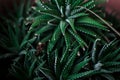 Close up of green cactus at my home. Aloe Royalty Free Stock Photo