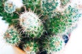 Small Cactus pot on white bright light Royalty Free Stock Photo