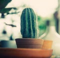 Small Cactus pot on white bright light Royalty Free Stock Photo