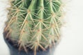 Small Cactus pot on white background bright light Royalty Free Stock Photo